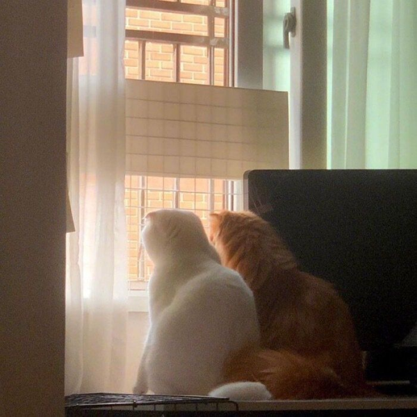 可靠配资开户最新 6.17早评|重磅利好来袭！A股周二要加油！