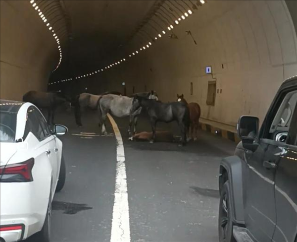 配资知识推荐网 警方回应小马倒在隧道大马拦路求助 马匹事件引发关注